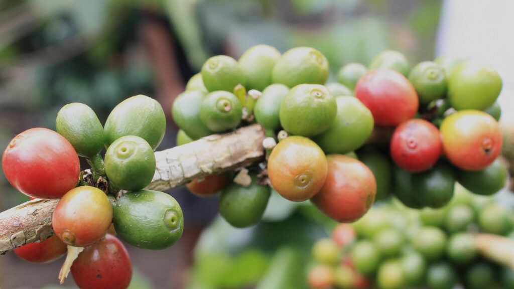 The life of a coffee bean